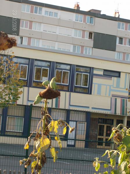 vous y croyer vous des perruches dans le 91